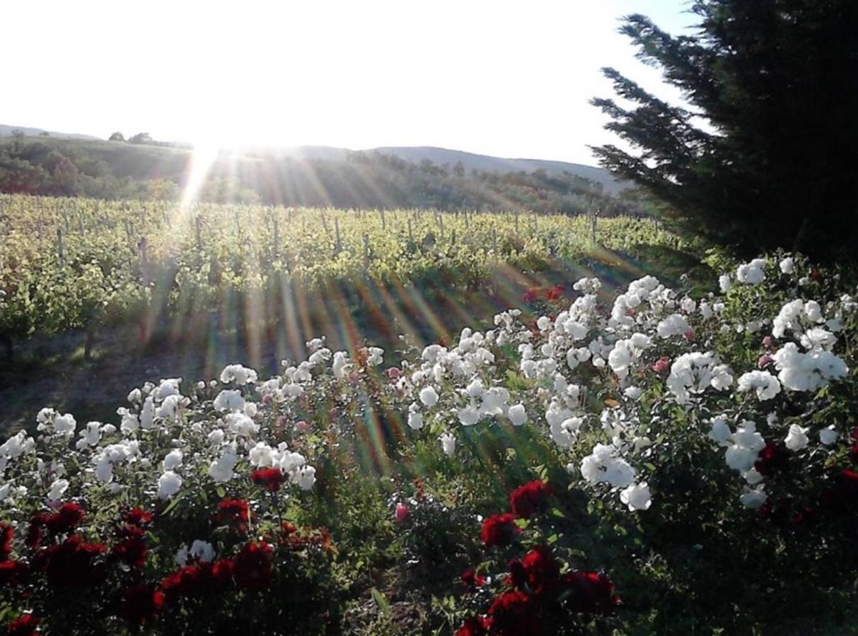 Agriturismo Fattoria Il Piano - Appartamento Focolare - San Gimignano Exteriér fotografie